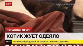 🌟 КОТИК ЖУЕТ ОДЕЯЛО
ГЛУПЕНЬКИЙ, ПОДУМАЙ, НЕ ЕШЬ ЕГО, ОН ЖЕ НЕ ХЛЕБУШЕК Katze, Nachrichten, Decke, Essen, Lustig telegram sticker