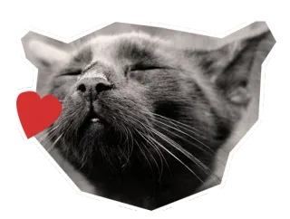 💋 แมว, หัวใจ, สติกเกอร์, สัตว์, สัตว์เลี้ยง, ความรัก, น่ารัก telegram sticker