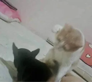 👊 gatos, animais de estimação, animais, gatinho, animais domésticos whatsapp sticker