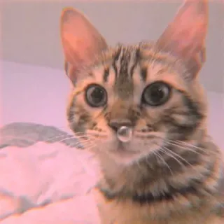 🐾 Katze, Tier, Haustier, süß, zahm, Katzenartig whatsapp sticker