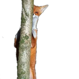 🌳 fox, animal, wildlife, nature, tree, hiding telegram sticker