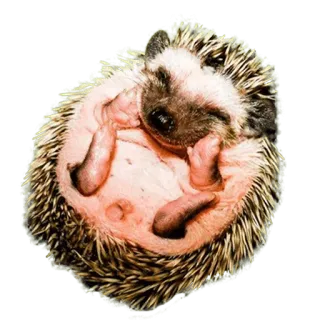 🙂 hedgehog, animal, mammal, cute, spiky telegram sticker