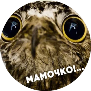😱 МАМОЧКО!... 부엉이, 귀여운, 눈, 새, 동물, 충격, 놀란 telegram sticker