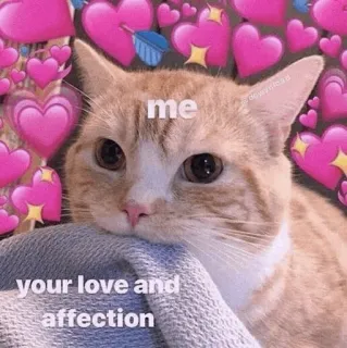 🍡 me your love and affection chat, coeurs, amour, affection, mignon, animal de compagnie, animal whatsapp sticker