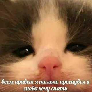 🛌 всем привет я только проснулся и снова хочу спать แมว, ลูกแมว, ง่วง, เหนื่อย, สัตว์, มีม telegram sticker