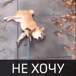 😤 НЕ ХОЧУ cane, shiba inu, pigro, divertente, animale domestico telegram sticker