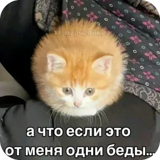 🐱 а что если это от меня одни беды... cat, kitten, meme, funny, animal, cute telegram sticker
