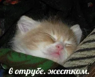 🎀 в отрубе. жестком. cat, kitten, sleeping, cute, animals whatsapp sticker