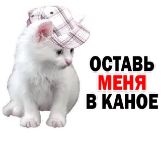 Kittens @stickersb2b telegram stickers