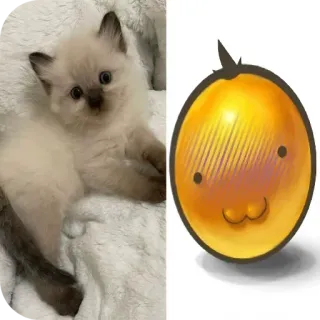 🐱 小猫, 猫, 可爱, 橙色, 卡通, 水果 telegram sticker