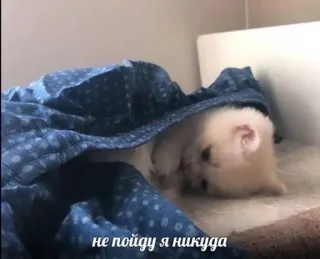 🤍 не пойду я никуда gatinho, gato, animal de estimação, animal, fofo, dormindo, cobertor, russo telegram sticker