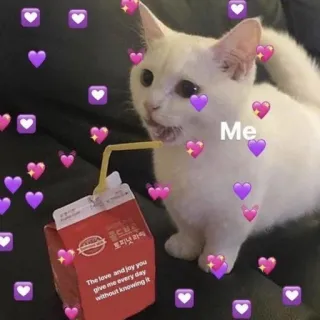 🩹 The love and joy you give me every day without knowing it Katze, Herzen, Milch, Liebe, Freude, süß, Tiere whatsapp sticker