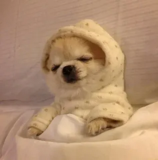 🧃 dog, puppy, hoodie, cute, sleepy, pet, animal whatsapp sticker