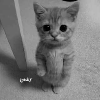 🕸 ipishy 小猫, 可爱, 动物, 猫 telegram sticker