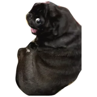 UP telegram stickers