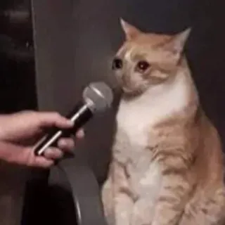 🐈 chat, microphone, interview, animal, drôle, mème whatsapp sticker