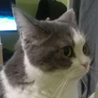 😧 cat, animal, pet, domestic animal, feline, gray and white cat whatsapp sticker