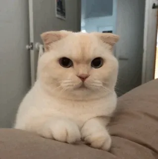 🐈 แมว, สัตว์เลี้ยง, สัตว์, บ้าน, สัตว์เลี้ยงลูกด้วยนม, น่ารัก telegram sticker
