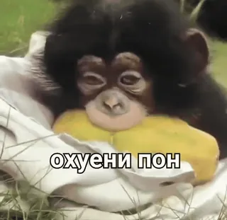 👍 охуени пон scimmia, scimmia antropomorfa, carino, animale telegram sticker