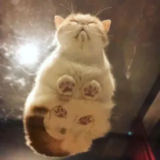 😾 猫, 動物, ペット, かわいい, 面白い, ガラス, 下から telegram sticker