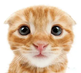 животни смотрят на тибя😻 :: @fStikBot whatsapp stickers