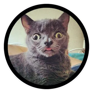 😵 gato, animal, engraçado, meme, animal de estimação, fofo, bobo, leso telegram sticker