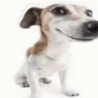 🙂 Jack Russell Terrier telegram sticker