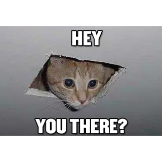Funny Cats whatsapp stickers