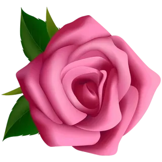 ⭐️ rose, flower, pink, floral, nature, bloom, plant telegram sticker