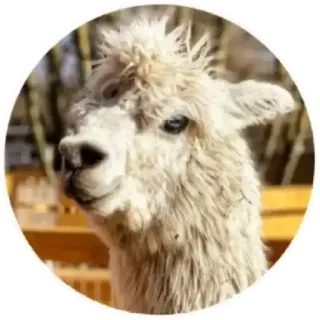 😠 alpaca, llama, animal, farm animal, portrait, white alpaca whatsapp sticker