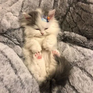 🌟 子猫, 猫, 睡眠, 可愛い, 動物, ペット, ふわふわ telegram sticker