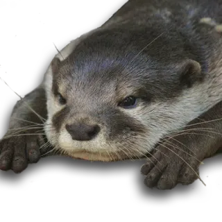 😠 выдра, животное, дикая природа, млекопитающее, милый telegram sticker
