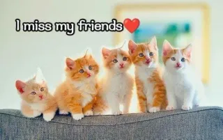 🥰 I miss my friends anak kucing, kucing, teman, imut, hewan peliharaan, hewan telegram sticker