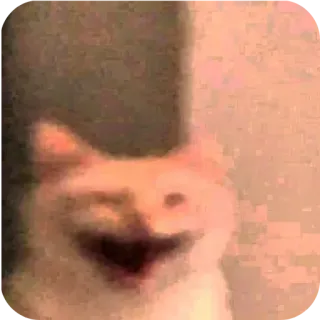 🤣 кот, мем, смешной, животное telegram sticker
