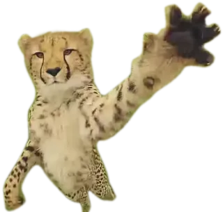 ⚾ cheetah, animal, wildlife, cute, mammal, big cat, nature whatsapp sticker