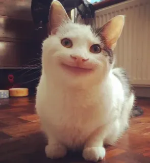 🤩 kucing, hewan, peliharaan, meme, lucu, tersenyum, kucing domestik whatsapp sticker