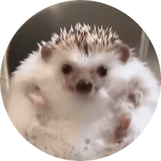 🌟 nhím, động vật, dễ thương, thú cưng, động vật có vú telegram sticker