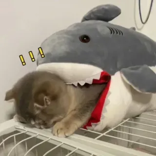 ❤️ !!! cat, shark, stuffed animal, funny, cute, animal telegram sticker
