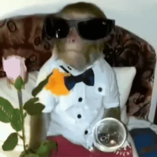 🏳‍🌈 monkey, rose, sunglasses, bow tie, animal, funny whatsapp sticker