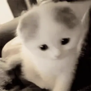 ☹ Kätzchen, Katze, süß, Haustier, Tier whatsapp sticker