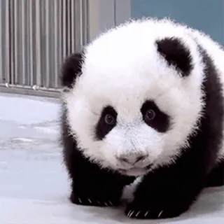 🐼 Panda, Binatang, Lucu, Bayi whatsapp sticker