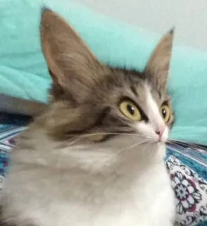 😱 gatto, animale domestico, animale, gattino, mammifero telegram sticker
