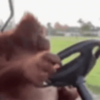 🐵 Орангутан, Животное, Вождение, Гольф-карт, Обезьяна telegram sticker