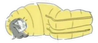 😴 animal, seal, cute, cartoon telegram sticker