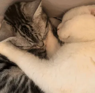 ⚡️ gatos, gatitos, durmiendo, animales, lindo, mascota telegram sticker