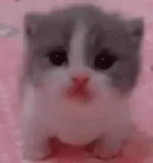 😨 mèo, mèo con, dễ thương, động vật, thú cưng, nhà telegram sticker