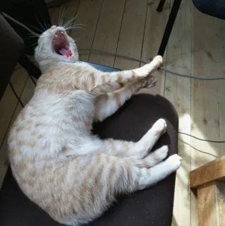 😌 kucing, menguap, kucing oranye, meregangkan badan, malas, hewan peliharaan, peliharaan telegram sticker