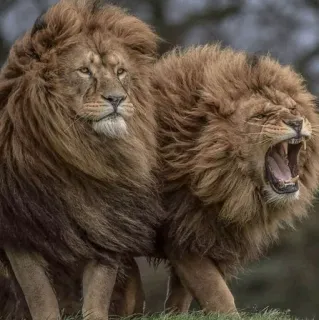 😐 львы, животные, дикая природа, природа, большие кошки, рык telegram sticker