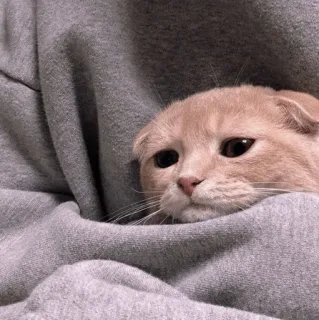 🍡 chat, chaton, mignon, animal, animal de compagnie, Scottish Fold, chat triste whatsapp sticker