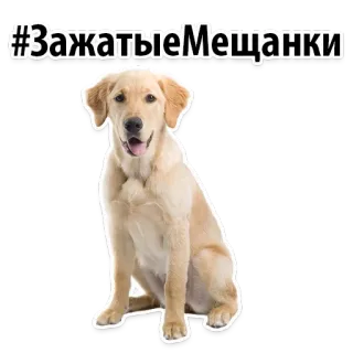 😚 #ЗажатыеМещанки dog, golden retriever, pet, animal, puppy, cute, domestic animal telegram sticker